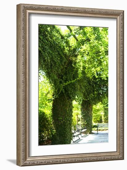 Ivy 2-Alan Hausenflock-Framed Photographic Print