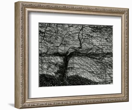 Ivy and Wall, New York, c. 1945-Brett Weston-Framed Photographic Print