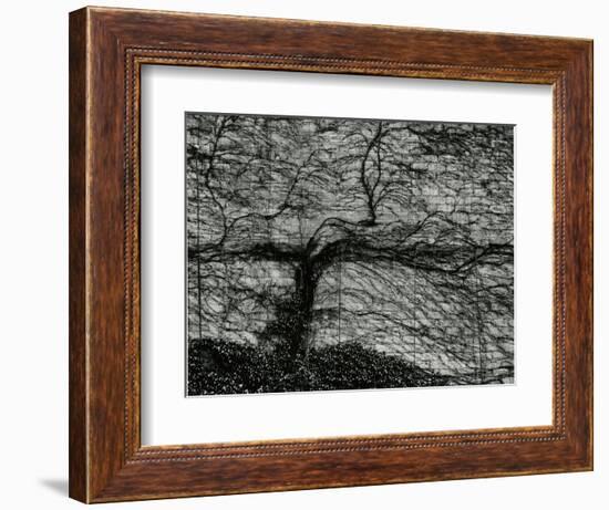 Ivy and Wall, New York, c. 1945-Brett Weston-Framed Photographic Print