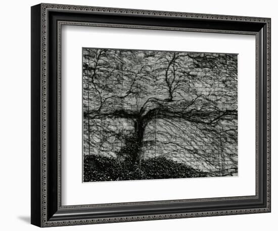 Ivy and Wall, New York, c. 1945-Brett Weston-Framed Photographic Print