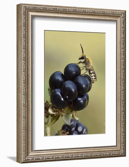 Ivy bee, new species to the UK in 2001. Male resting on Blackberry, Oxfordshire, England-Andy Sands-Framed Photographic Print