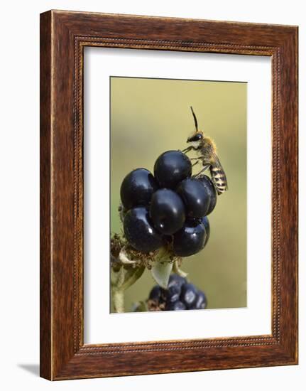 Ivy bee, new species to the UK in 2001. Male resting on Blackberry, Oxfordshire, England-Andy Sands-Framed Photographic Print