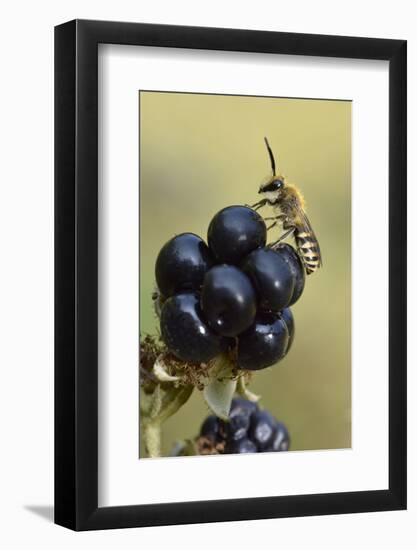 Ivy bee, new species to the UK in 2001. Male resting on Blackberry, Oxfordshire, England-Andy Sands-Framed Photographic Print