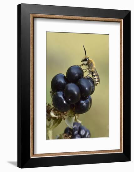 Ivy bee, new species to the UK in 2001. Male resting on Blackberry, Oxfordshire, England-Andy Sands-Framed Photographic Print