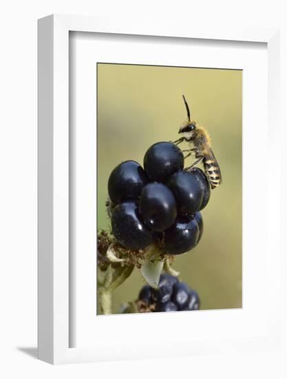 Ivy bee, new species to the UK in 2001. Male resting on Blackberry, Oxfordshire, England-Andy Sands-Framed Photographic Print