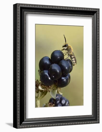 Ivy bee, new species to the UK in 2001. Male resting on Blackberry, Oxfordshire, England-Andy Sands-Framed Photographic Print