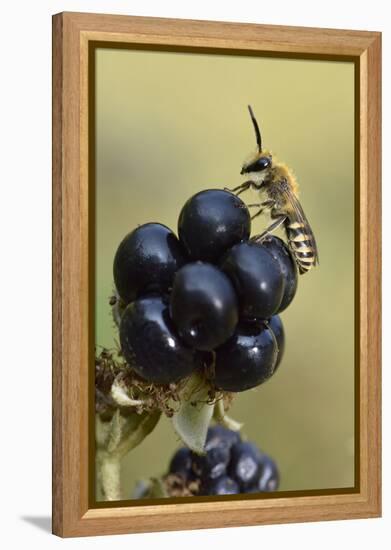Ivy bee, new species to the UK in 2001. Male resting on Blackberry, Oxfordshire, England-Andy Sands-Framed Premier Image Canvas
