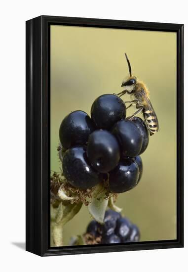 Ivy bee, new species to the UK in 2001. Male resting on Blackberry, Oxfordshire, England-Andy Sands-Framed Premier Image Canvas