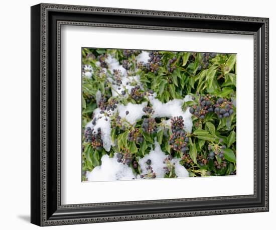 Ivy berry clusters ripening in winter after recent snow, UK-Nick Upton-Framed Photographic Print