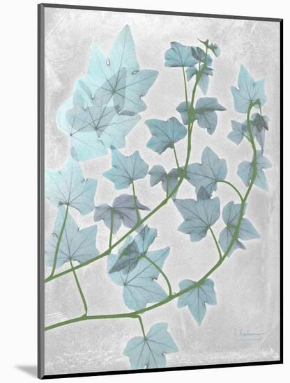 Ivy Blues-Albert Koetsier-Mounted Art Print