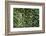 Ivy Covered House-Mr Doomits-Framed Photographic Print