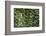 Ivy Covered House-Mr Doomits-Framed Photographic Print