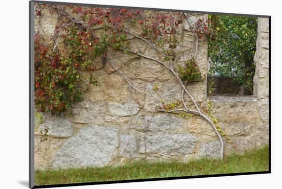 Ivy Grows on an Old Barn Foundation, Plymouth, Massachusetts-Jerry & Marcy Monkman-Mounted Photographic Print