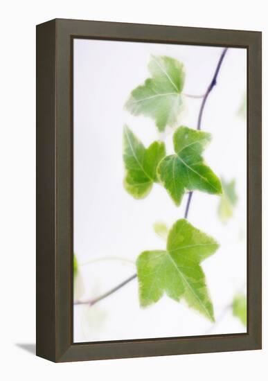 Ivy (Hedera Helix)-Maria Mosolova-Framed Premier Image Canvas