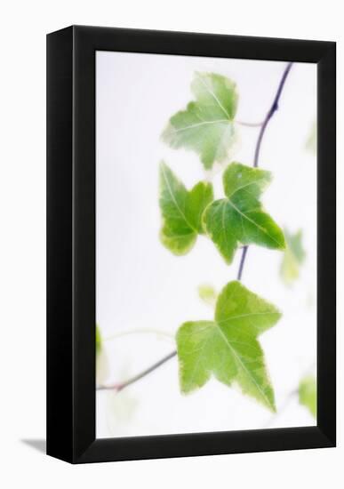 Ivy (Hedera Helix)-Maria Mosolova-Framed Premier Image Canvas