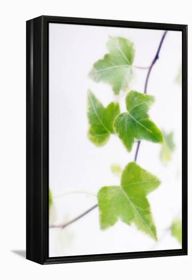 Ivy (Hedera Helix)-Maria Mosolova-Framed Premier Image Canvas