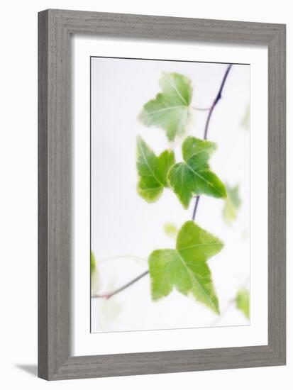 Ivy (Hedera Helix)-Maria Mosolova-Framed Photographic Print