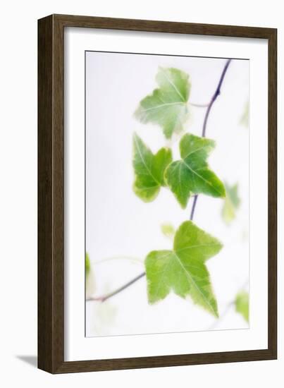 Ivy (Hedera Helix)-Maria Mosolova-Framed Photographic Print