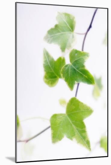 Ivy (Hedera Helix)-Maria Mosolova-Mounted Photographic Print