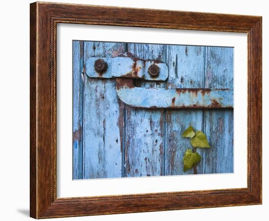 Ivy (Hedera Sp) Growing on Old Barn Door, Scotland, United Kingdom, Europe-Ann & Steve Toon-Framed Photographic Print