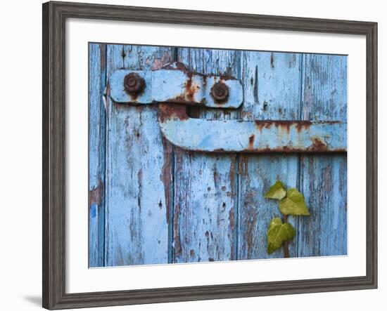 Ivy (Hedera Sp) Growing on Old Barn Door, Scotland, United Kingdom, Europe-Ann & Steve Toon-Framed Photographic Print