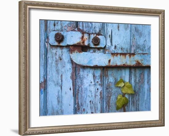 Ivy (Hedera Sp) Growing on Old Barn Door, Scotland, United Kingdom, Europe-Ann & Steve Toon-Framed Photographic Print