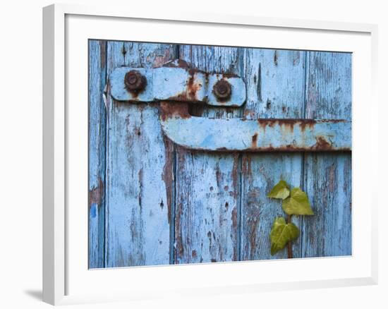 Ivy (Hedera Sp) Growing on Old Barn Door, Scotland, United Kingdom, Europe-Ann & Steve Toon-Framed Photographic Print