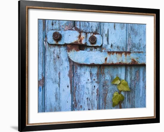 Ivy (Hedera Sp) Growing on Old Barn Door, Scotland, United Kingdom, Europe-Ann & Steve Toon-Framed Photographic Print