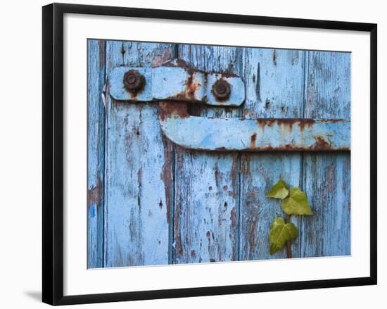 Ivy (Hedera Sp) Growing on Old Barn Door, Scotland, United Kingdom, Europe-Ann & Steve Toon-Framed Photographic Print