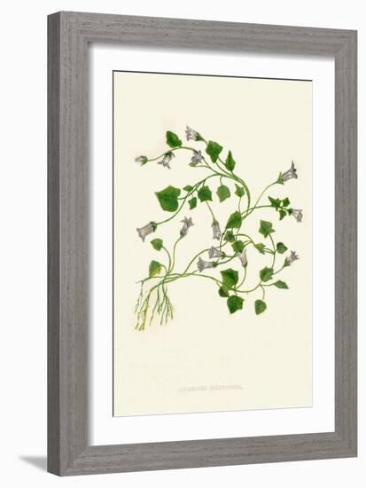 'Ivy-Leaved Bellflower', c1891, (1891)-Anne Pratt-Framed Giclee Print