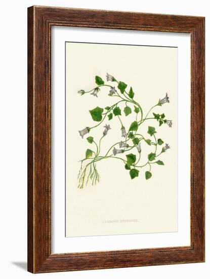 'Ivy-Leaved Bellflower', c1891, (1891)-Anne Pratt-Framed Giclee Print