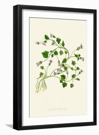 'Ivy-Leaved Bellflower', c1891, (1891)-Anne Pratt-Framed Giclee Print