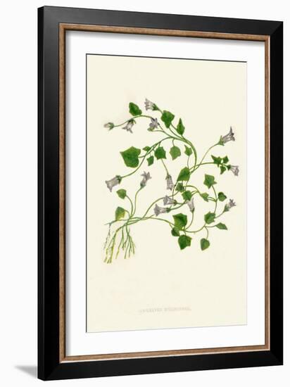 'Ivy-Leaved Bellflower', c1891, (1891)-Anne Pratt-Framed Giclee Print