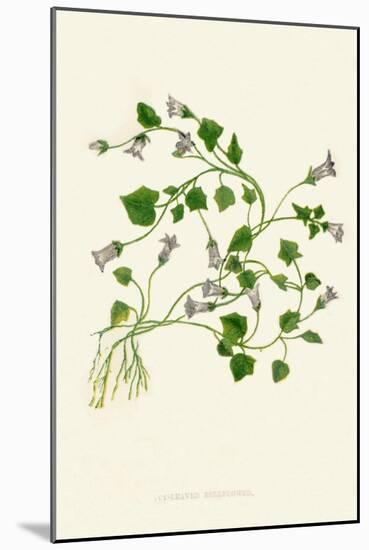 'Ivy-Leaved Bellflower', c1891, (1891)-Anne Pratt-Mounted Giclee Print