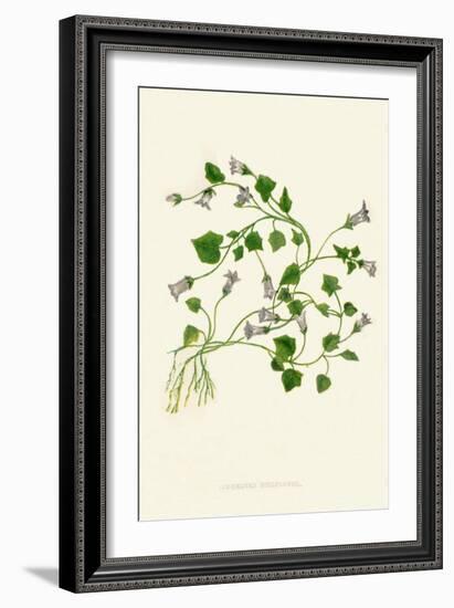 'Ivy-Leaved Bellflower', c1891, (1891)-Anne Pratt-Framed Giclee Print