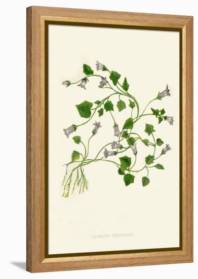 'Ivy-Leaved Bellflower', c1891, (1891)-Anne Pratt-Framed Premier Image Canvas