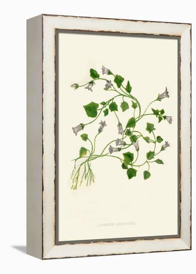 'Ivy-Leaved Bellflower', c1891, (1891)-Anne Pratt-Framed Premier Image Canvas