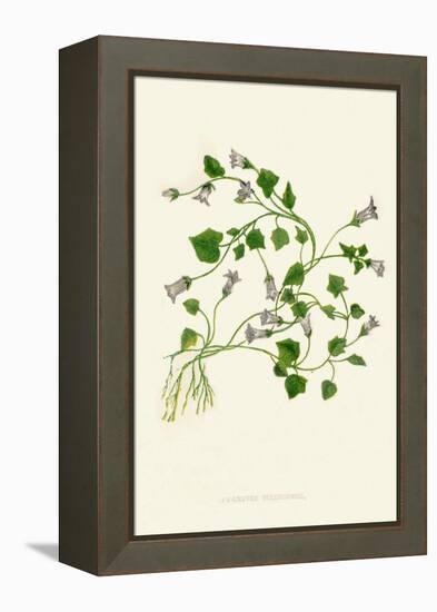 'Ivy-Leaved Bellflower', c1891, (1891)-Anne Pratt-Framed Premier Image Canvas