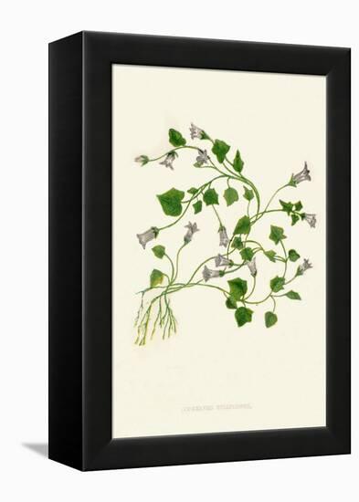 'Ivy-Leaved Bellflower', c1891, (1891)-Anne Pratt-Framed Premier Image Canvas