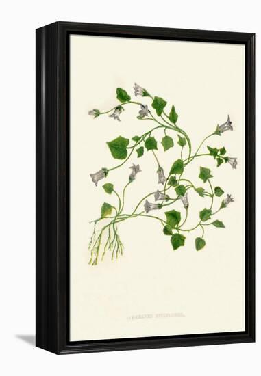 'Ivy-Leaved Bellflower', c1891, (1891)-Anne Pratt-Framed Premier Image Canvas