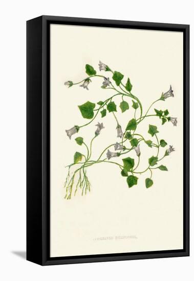 'Ivy-Leaved Bellflower', c1891, (1891)-Anne Pratt-Framed Premier Image Canvas