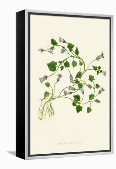 'Ivy-Leaved Bellflower', c1891, (1891)-Anne Pratt-Framed Premier Image Canvas