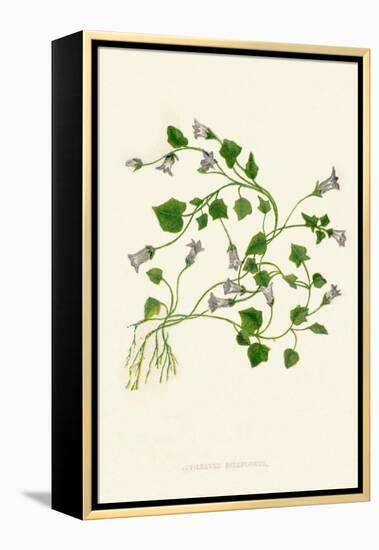 'Ivy-Leaved Bellflower', c1891, (1891)-Anne Pratt-Framed Premier Image Canvas