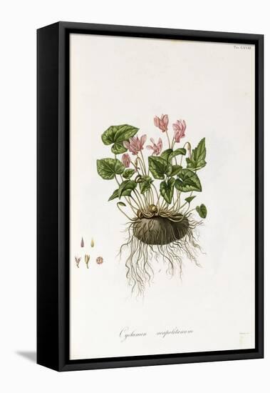 Ivy-Leaved Cyclamen - Cyclamen Neapolitanum, 1811-1838-null-Framed Premier Image Canvas