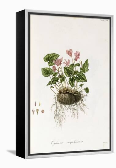 Ivy-Leaved Cyclamen - Cyclamen Neapolitanum, 1811-1838-null-Framed Premier Image Canvas