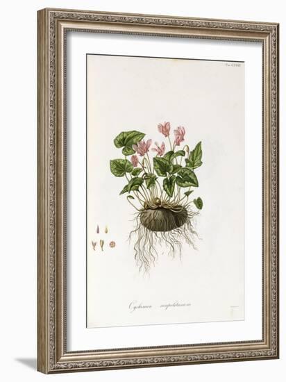 Ivy-Leaved Cyclamen - Cyclamen Neapolitanum, 1811-1838-null-Framed Giclee Print