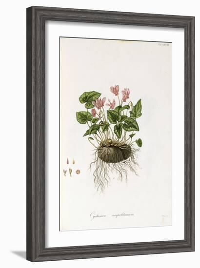 Ivy-Leaved Cyclamen - Cyclamen Neapolitanum, 1811-1838-null-Framed Giclee Print