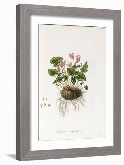 Ivy-Leaved Cyclamen - Cyclamen Neapolitanum, 1811-1838-null-Framed Giclee Print