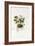 Ivy-Leaved Cyclamen - Cyclamen Neapolitanum, 1811-1838-null-Framed Giclee Print