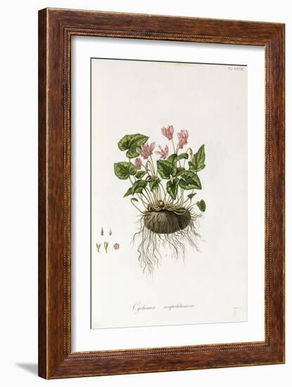 Ivy-Leaved Cyclamen - Cyclamen Neapolitanum, 1811-1838-null-Framed Giclee Print